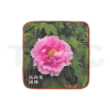 《客製》高尚花園藝-環保數噴紗布小方巾